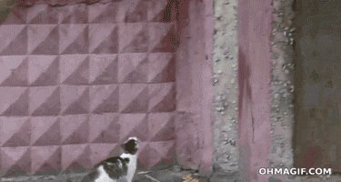 Ниндзя ))