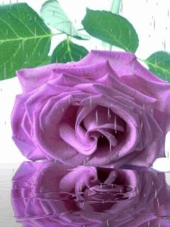 file_62683229