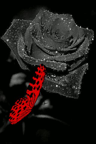 40d5d37b24f356feb44596b4eb9d171d