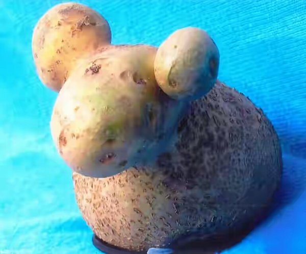 fruit22