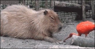 Ибис