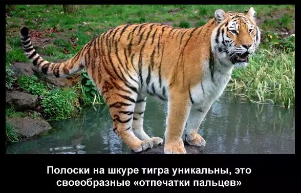 Тигр 10