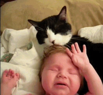 Котэ, доброта