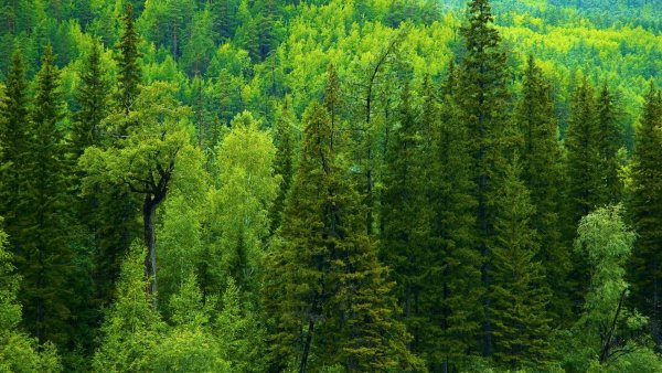 Image (7)