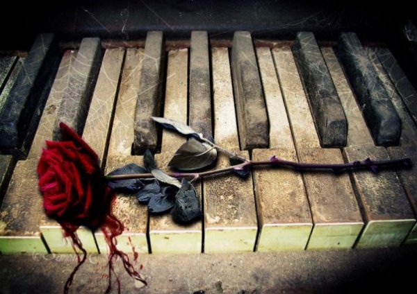 Rose (3)