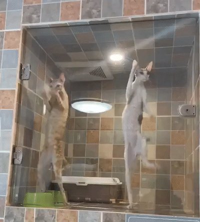 Танцуют все!