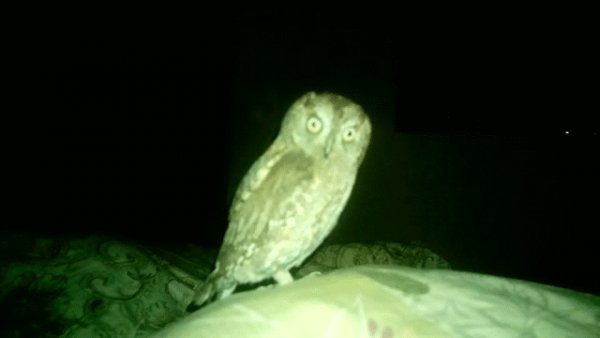 Bird