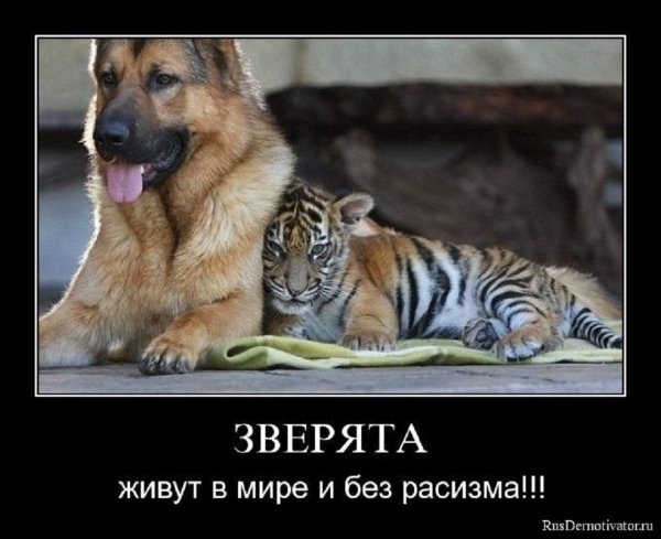 Зверята живут в мире...