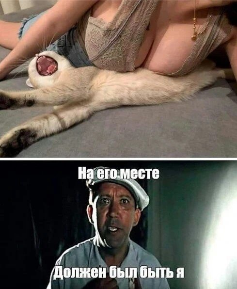 котя