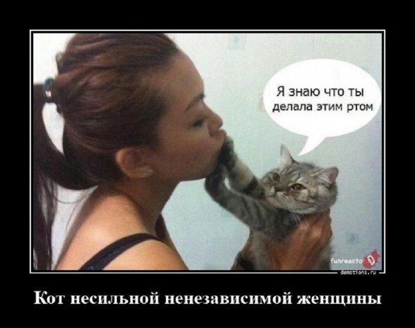 Всевидящий кот