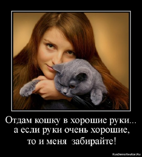 Отдам кошку в хорошие руки...