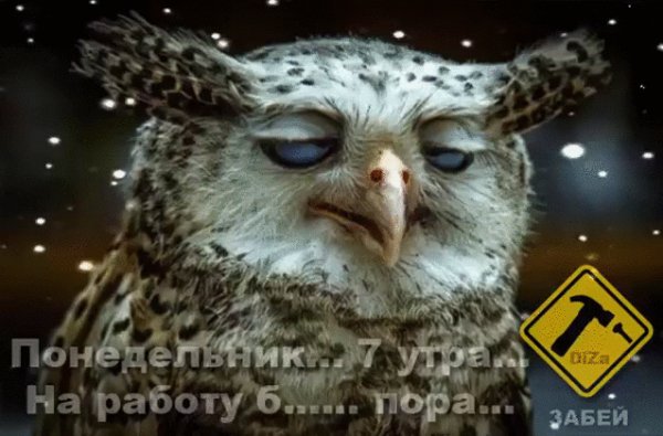 file_64599597