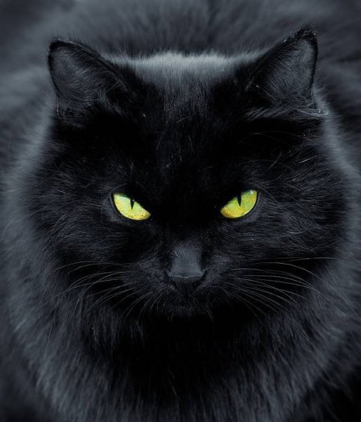 Чёрный кот