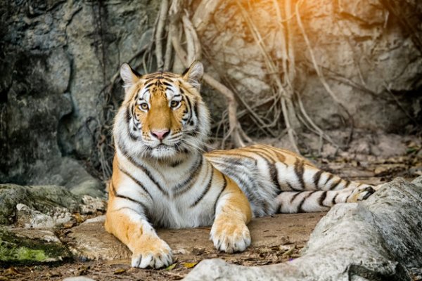 tigre-de-bengala-descansando-en-el-bosque 35666-43