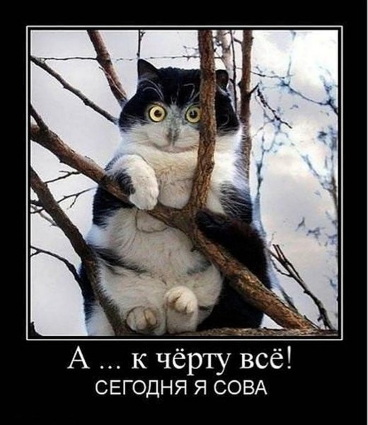 Сегодня я сова