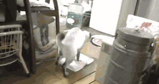 гифки, котэ, живность