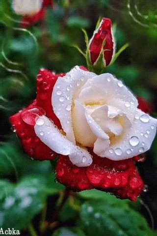 file_95198064