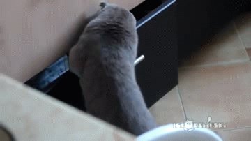 Спалился кот