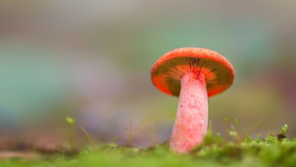 file_81388614