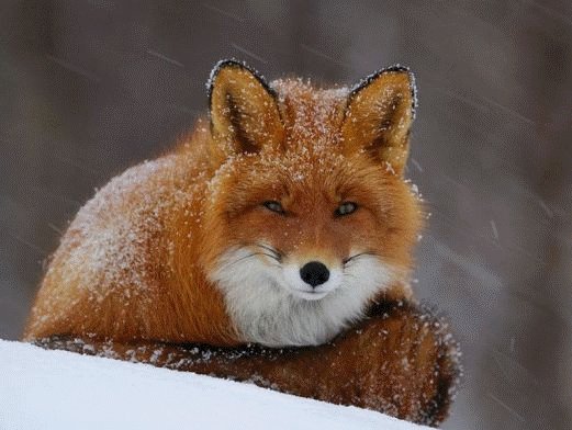 Лисички