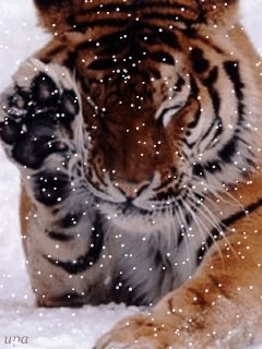 ТИГР