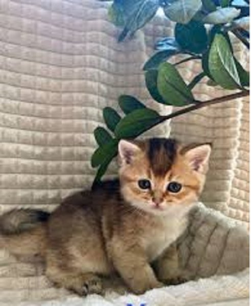 Котёнок
