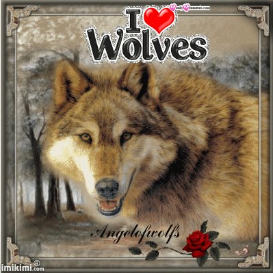 I Love Wolves