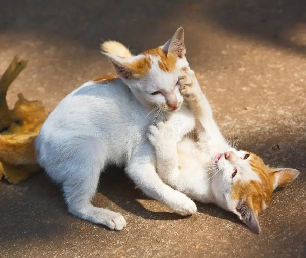 Коты ..
