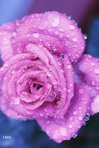 file_65764755