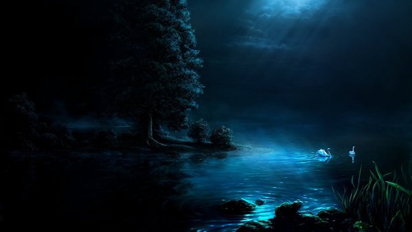 swan night by fel x