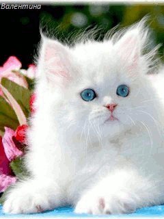 file_59336887