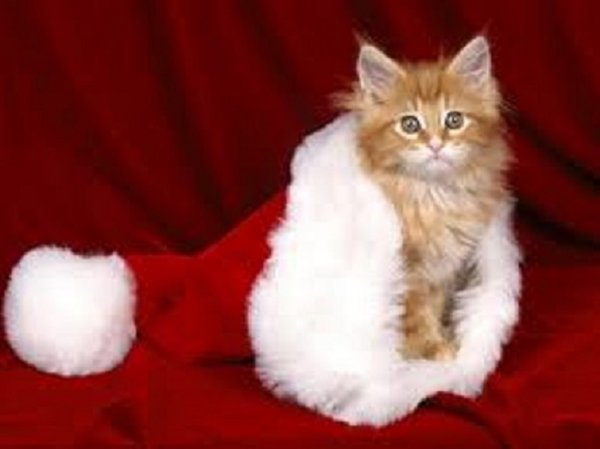 Новогодний кот. (29)