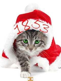Котик