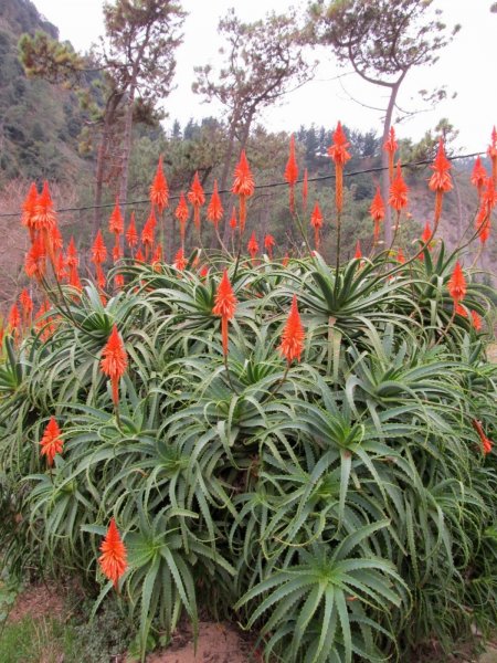 Алоэ древовидное (Aloe arborescens Mill.)