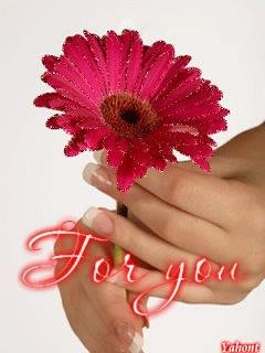 Gerbera