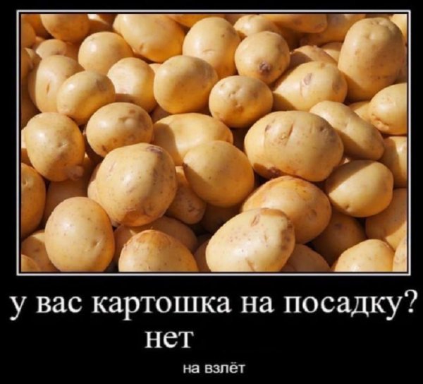 У вас картошка на посадку? Нет, на взлёт