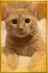 Рыжий кот