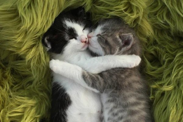 Коты...
