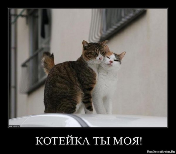 Котейка ты моя