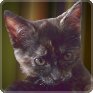 Kitten Story v.1.1