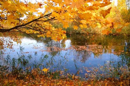 file_64839259