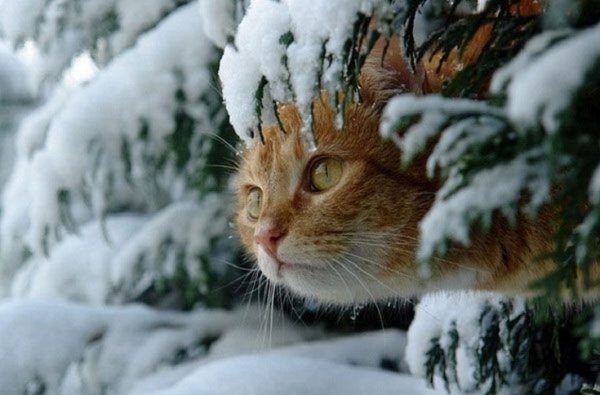 Зимние коты (31)