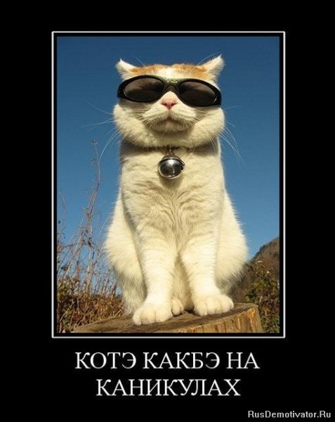 Котэ на каникулах