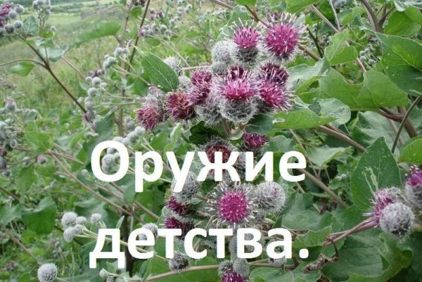 IMG 20240623 051536