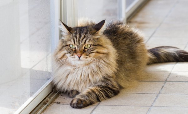 Котяра
