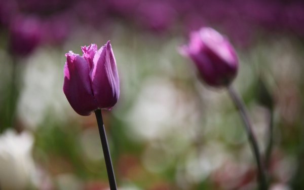 Img (38)