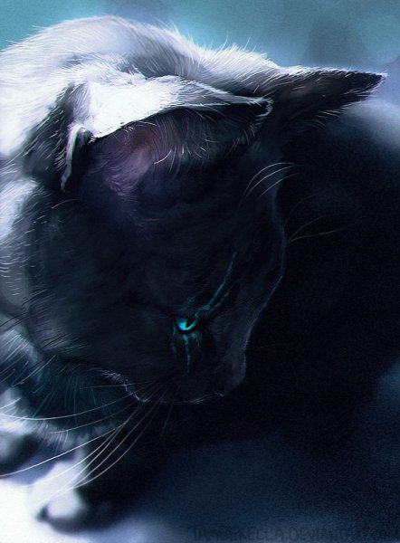 cat