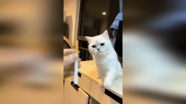 Курящий кот, горе в семье...