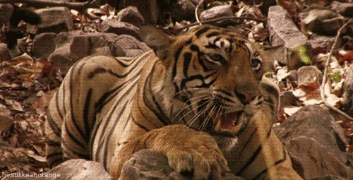 gifka-tigr-rychit