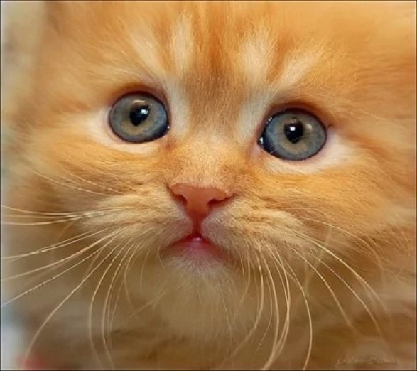 Котёнок...